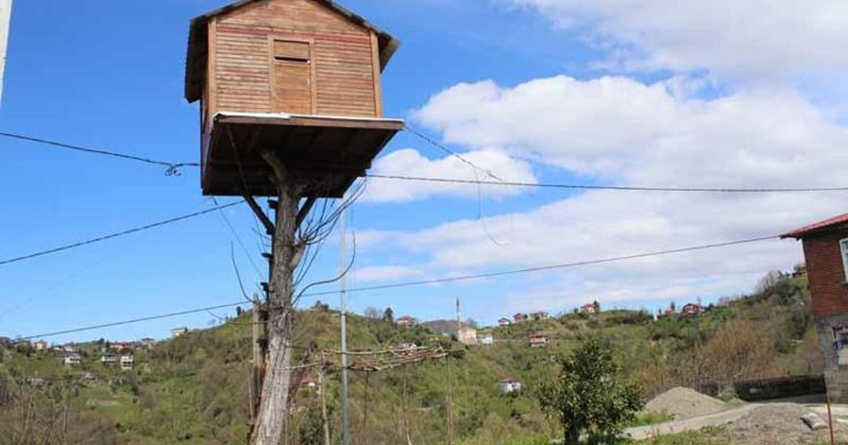 7 metre yüksekliğe ağaç ev yaptı