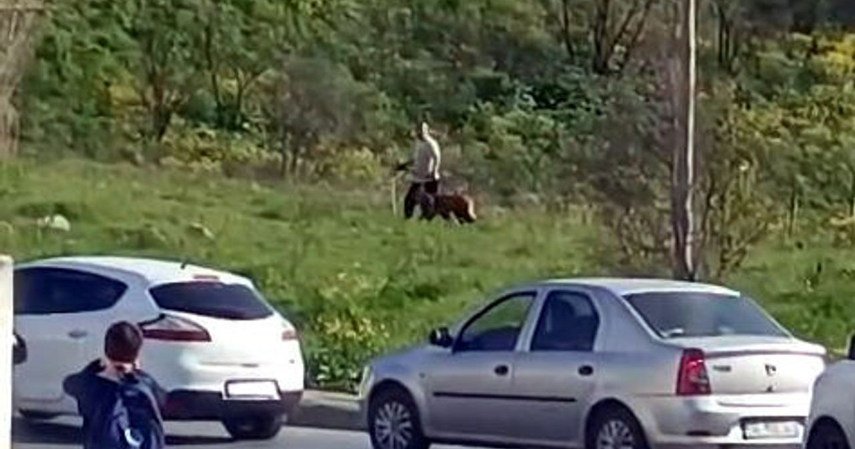 Avcılar’da köpeğe şiddet. Çevredekilerin tepkilerine aldırış etmedi